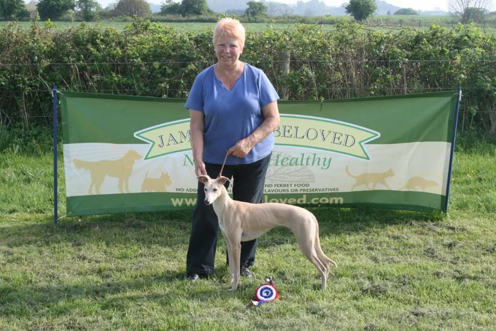 Crewkerne Lurcher & Terrier Show Gamefairs, Meet Up's and Events